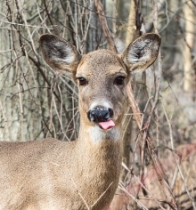 deer-1